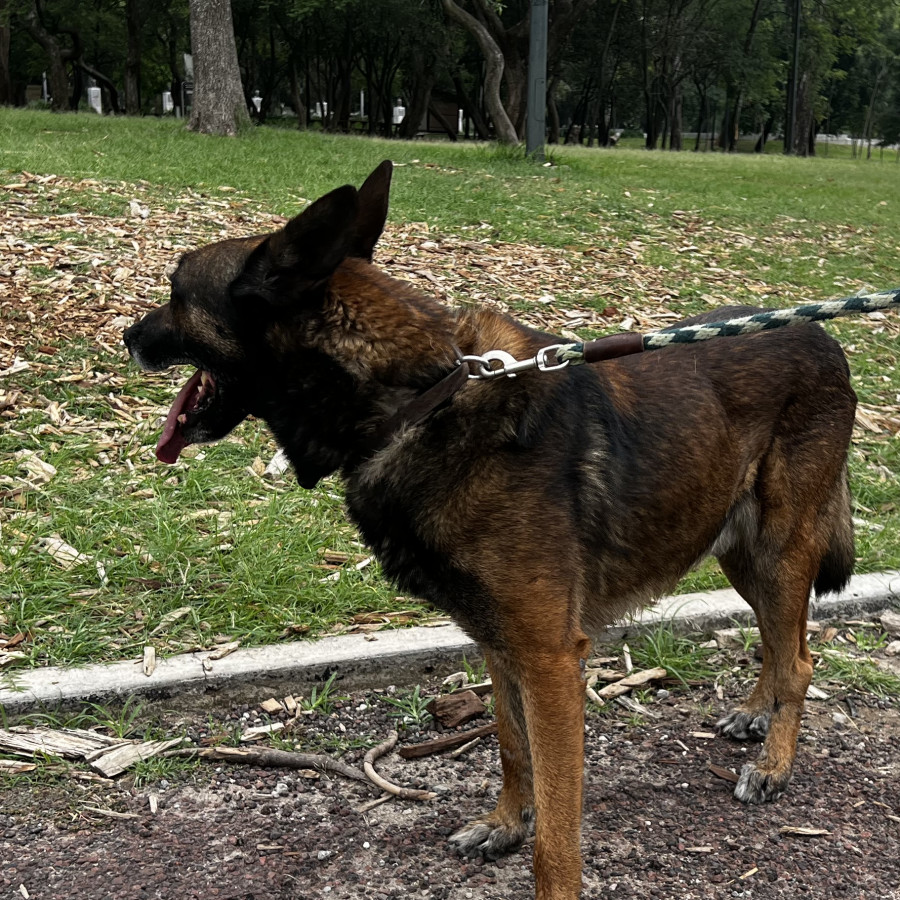  | Raza Pastor Belga Maliniois | Encontrado