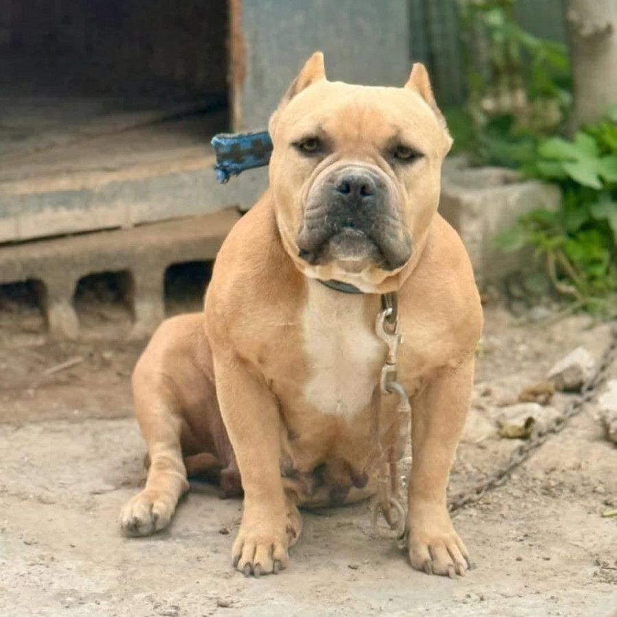 FIONA | Raza American Bully  | Perdida