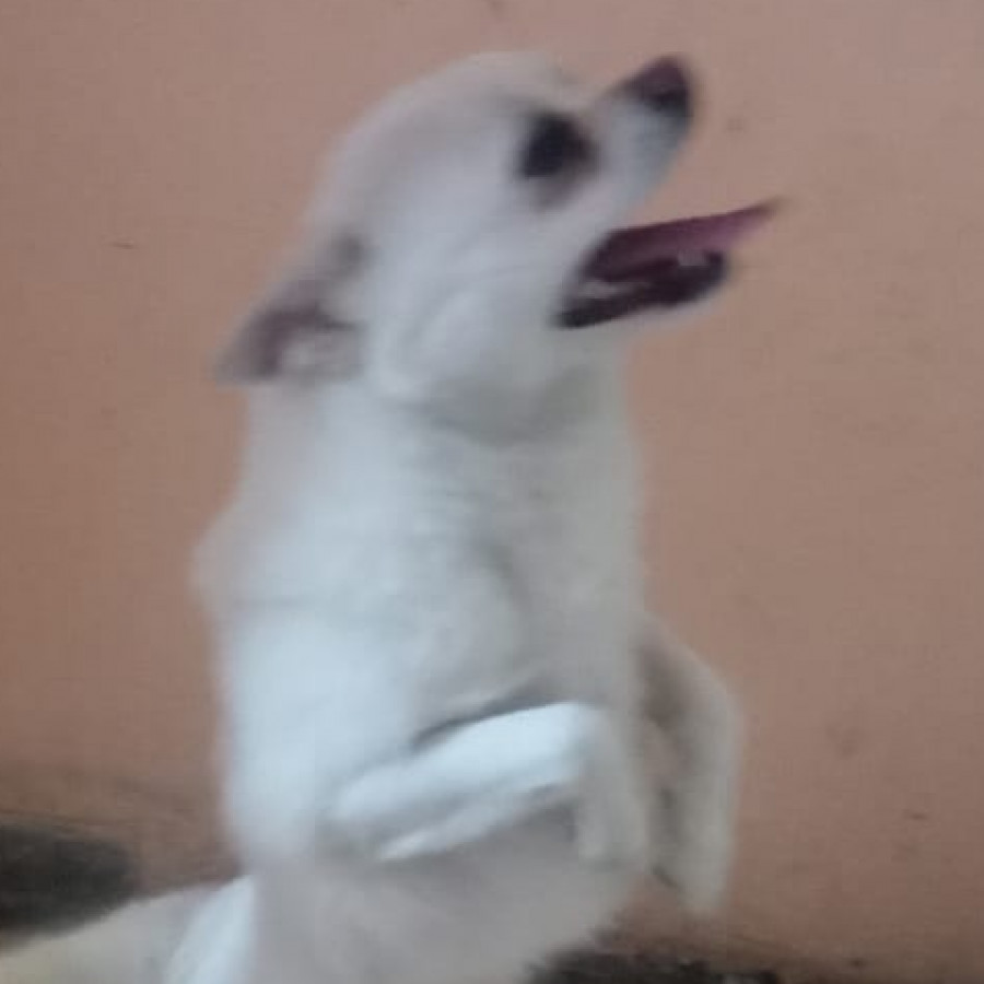  | Raza Chihuahua | Encontrado