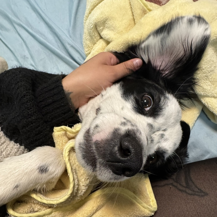 NANA | Raza Mestiza | Perdida