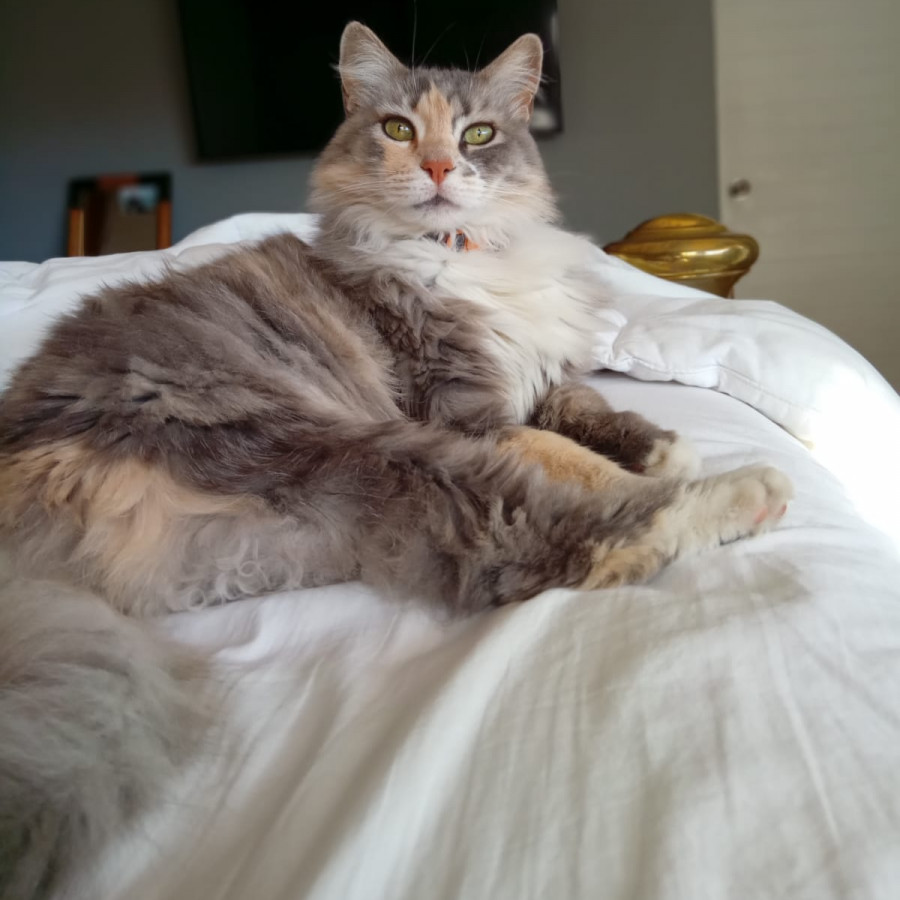 MAGGIE | Raza Calicó de pelo semilargo | Perdida