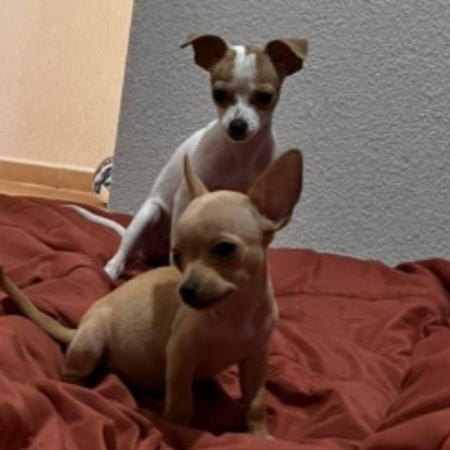 LUCKY Y CANELA | Raza Chihuahua | Perdida