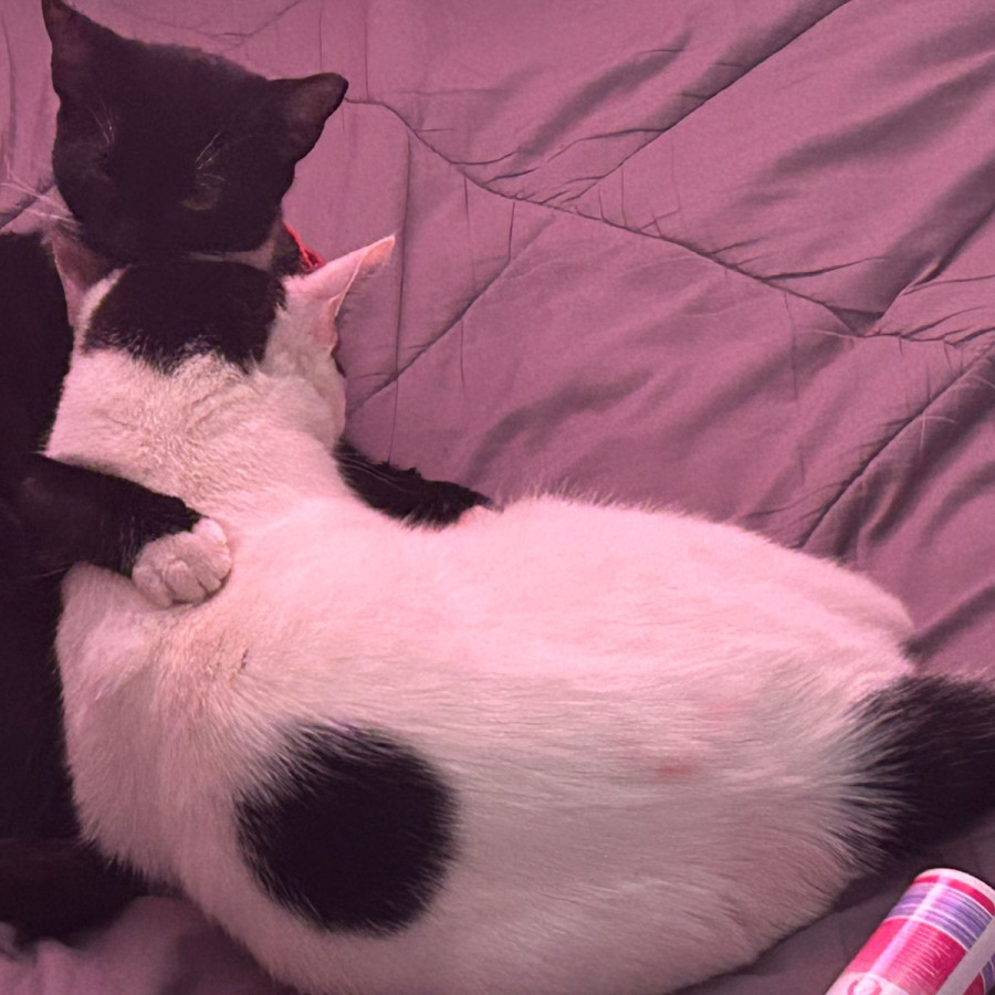 MINA | Raza Doméstico Américano de Pelo Corto | Perdida