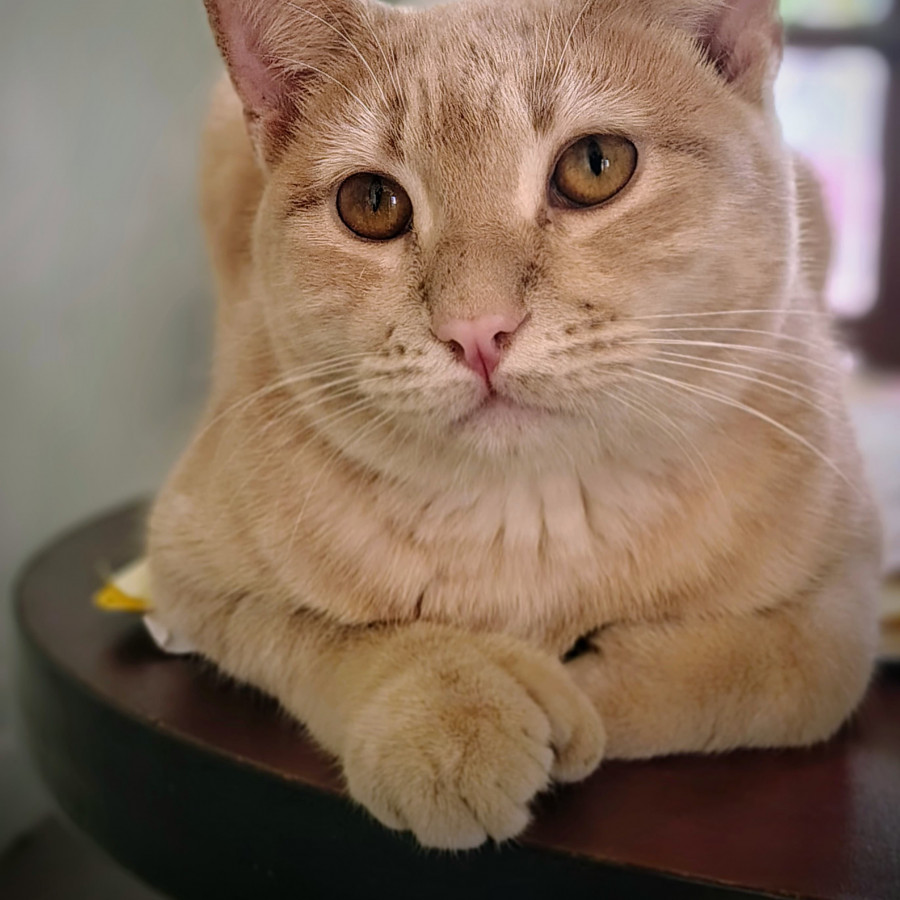 NACHO | Raza Doméstico Américano de Pelo Corto | Perdido