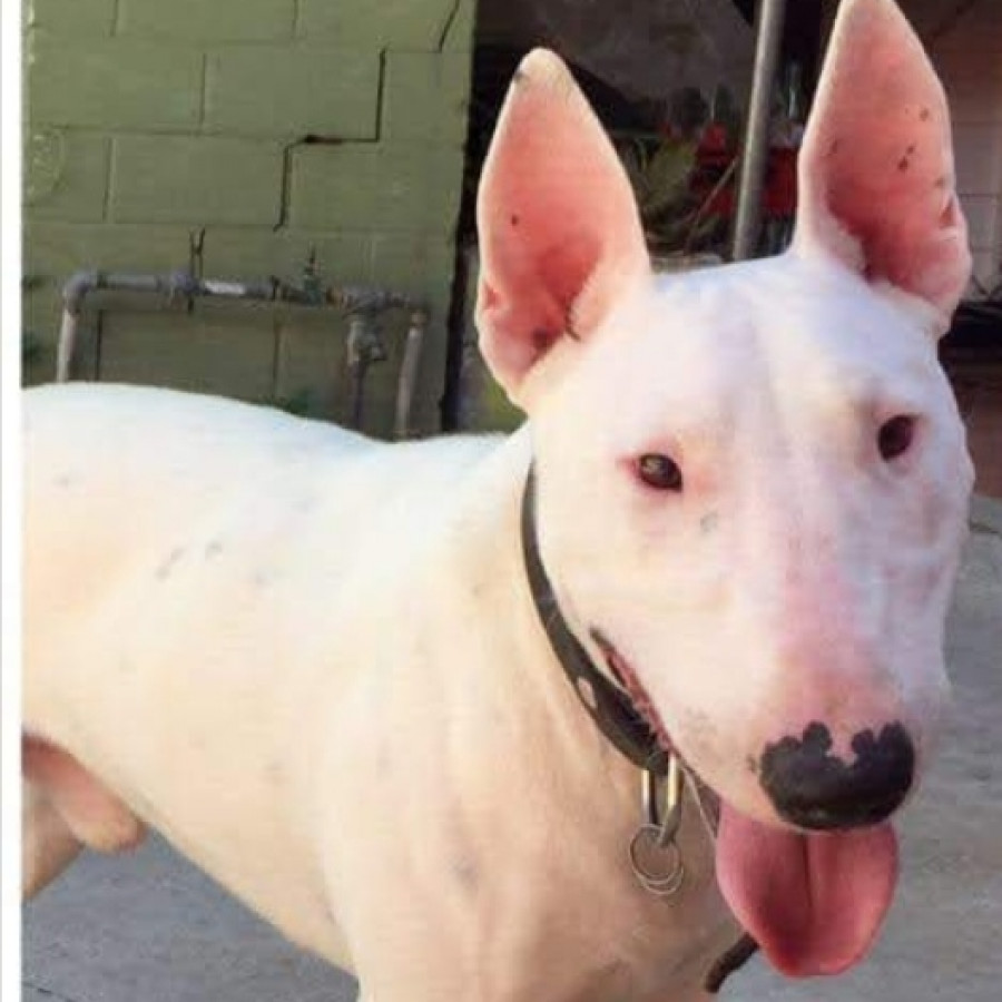 ZEUS | Raza Bull Terrier Inglés | Perdido