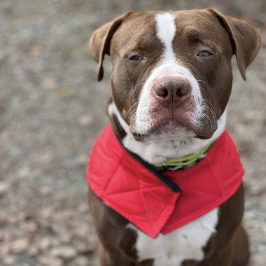 BENNY | Raza American Pitbull Terrier | Perdido