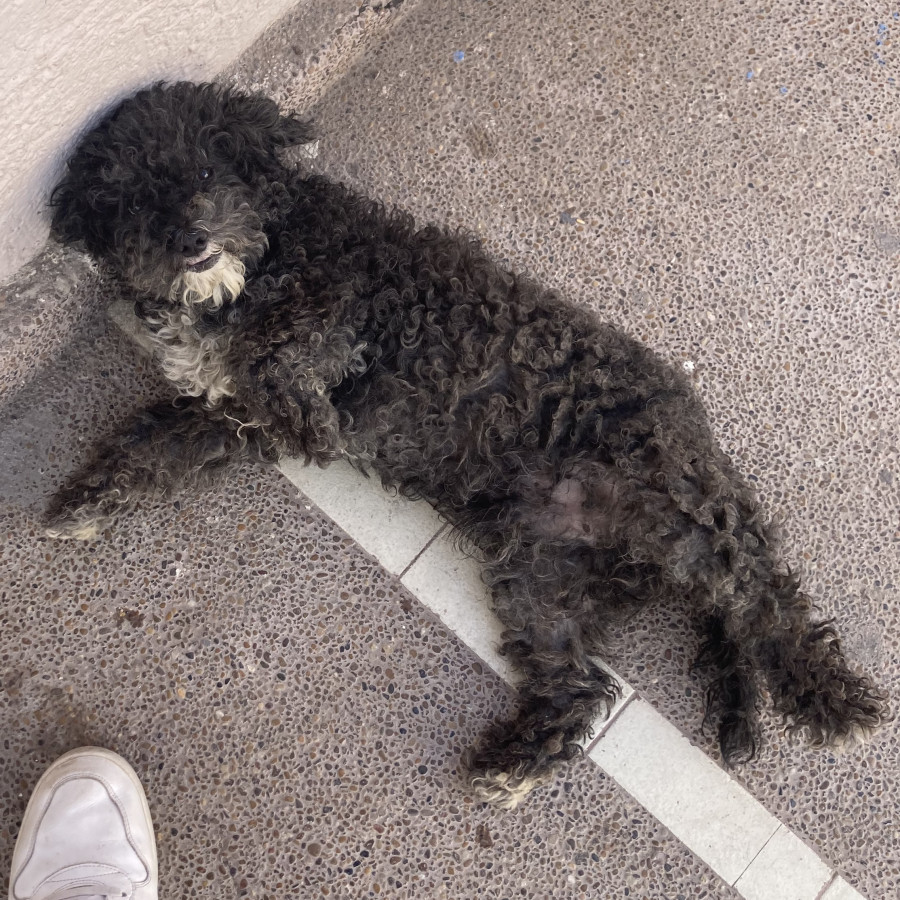 NEGRITO | Raza French Poodle o Caniche | Perdido