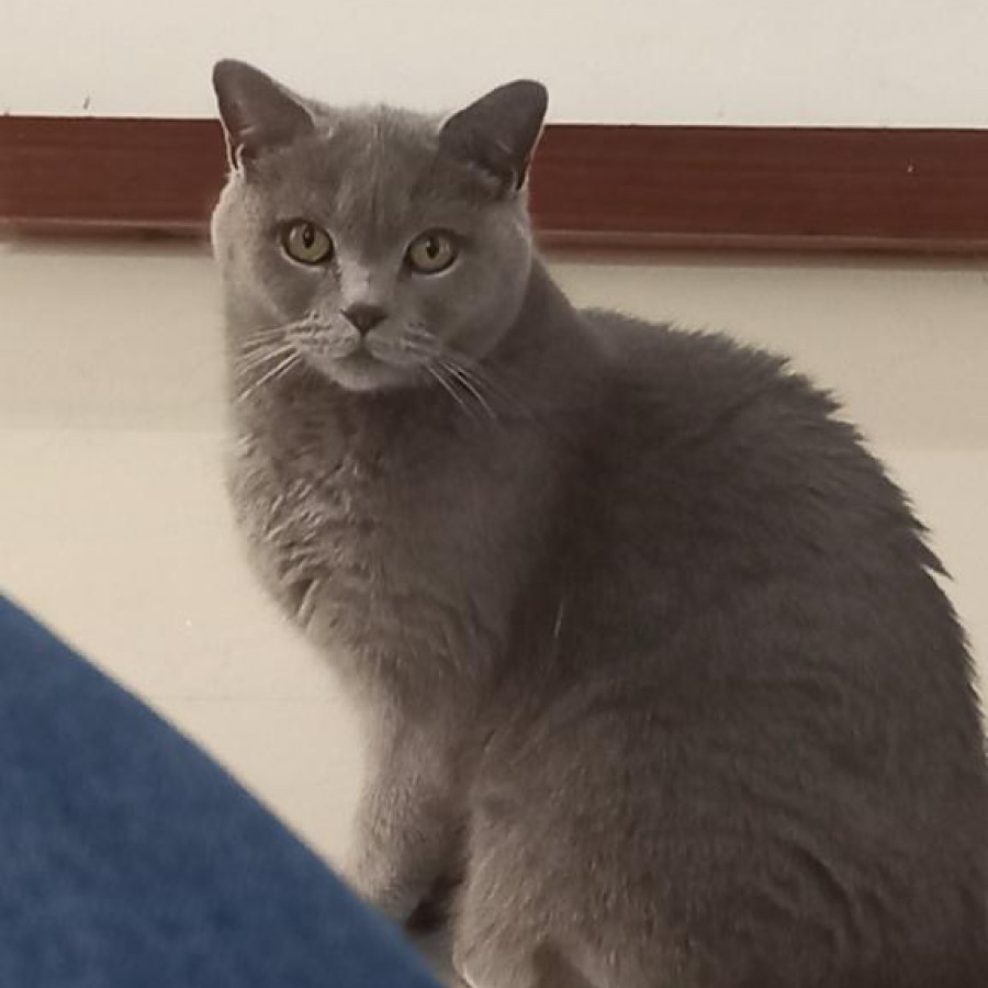 BRISA | Raza Británico de pelo corto | Perdida