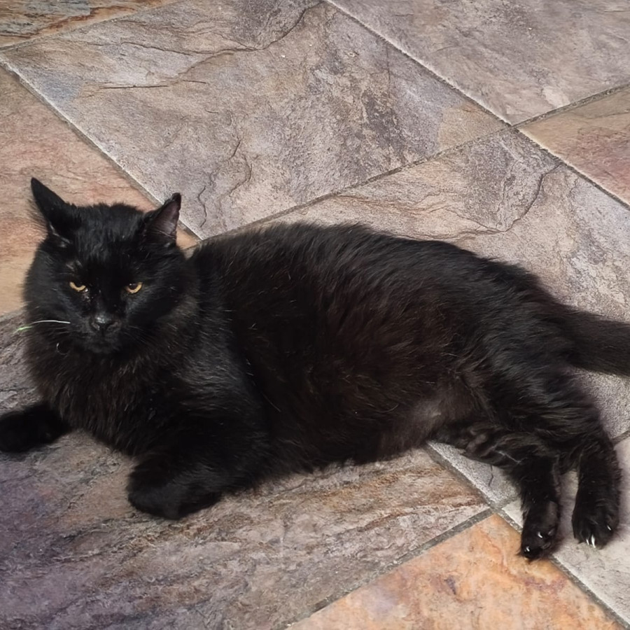 PANTRO | Raza Angora Turco Negro | Perdido