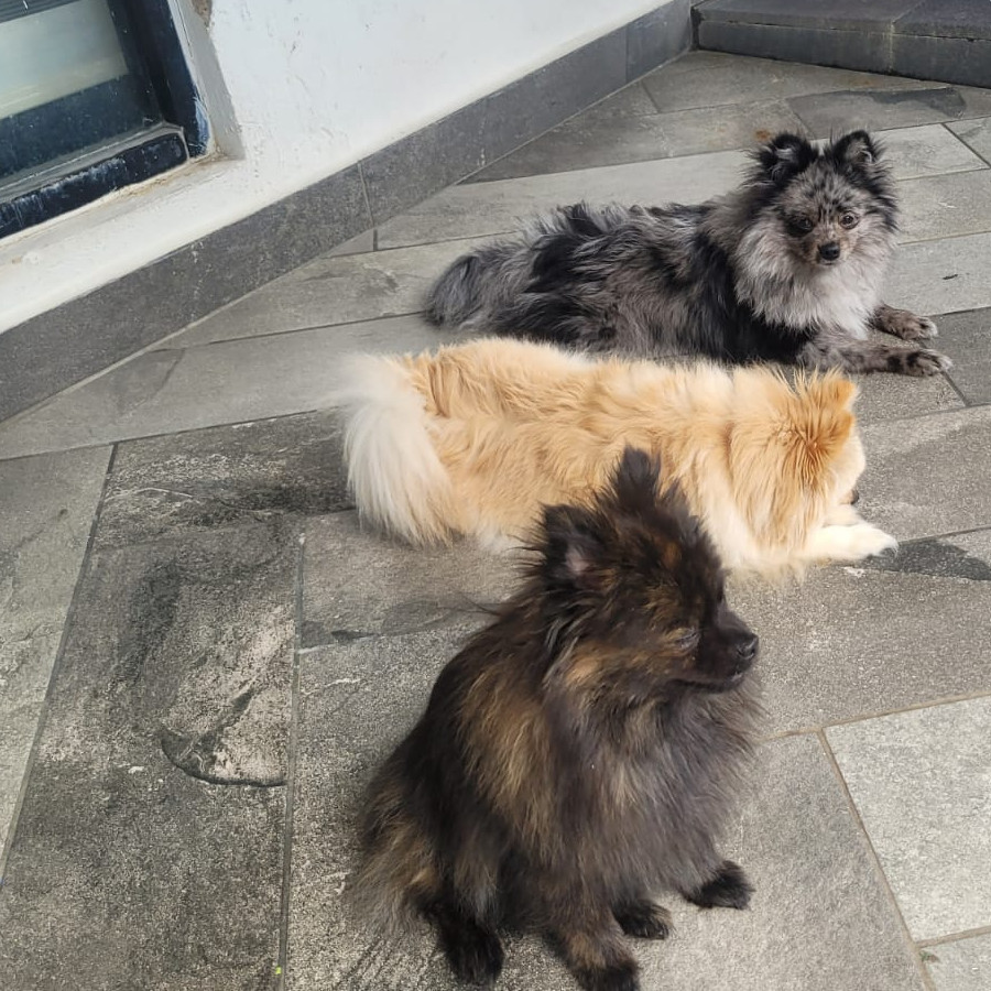 LOTSO Y PELUSA | Raza Pomerania | Perdido