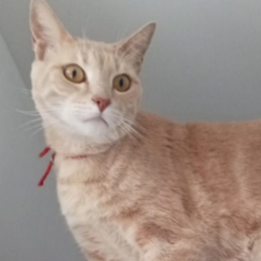 COFFEE | Raza Doméstico Américano de Pelo Corto | Perdido