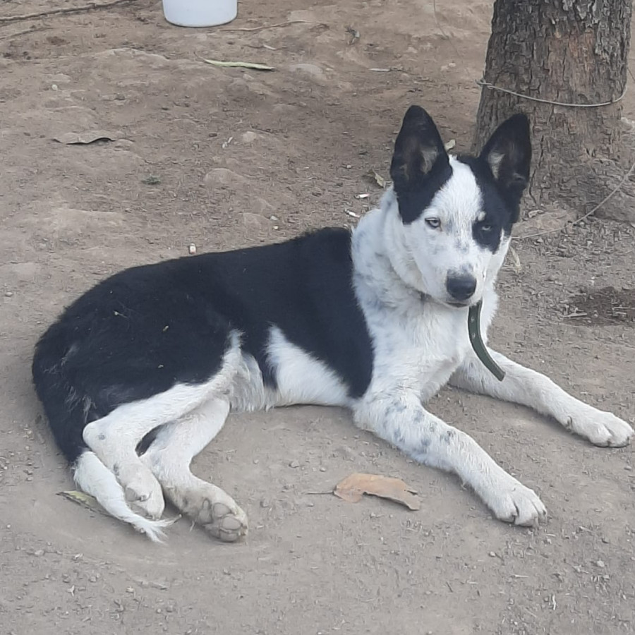 OREO | Raza Mestizo, posible cruza de Border Collie | Perdido