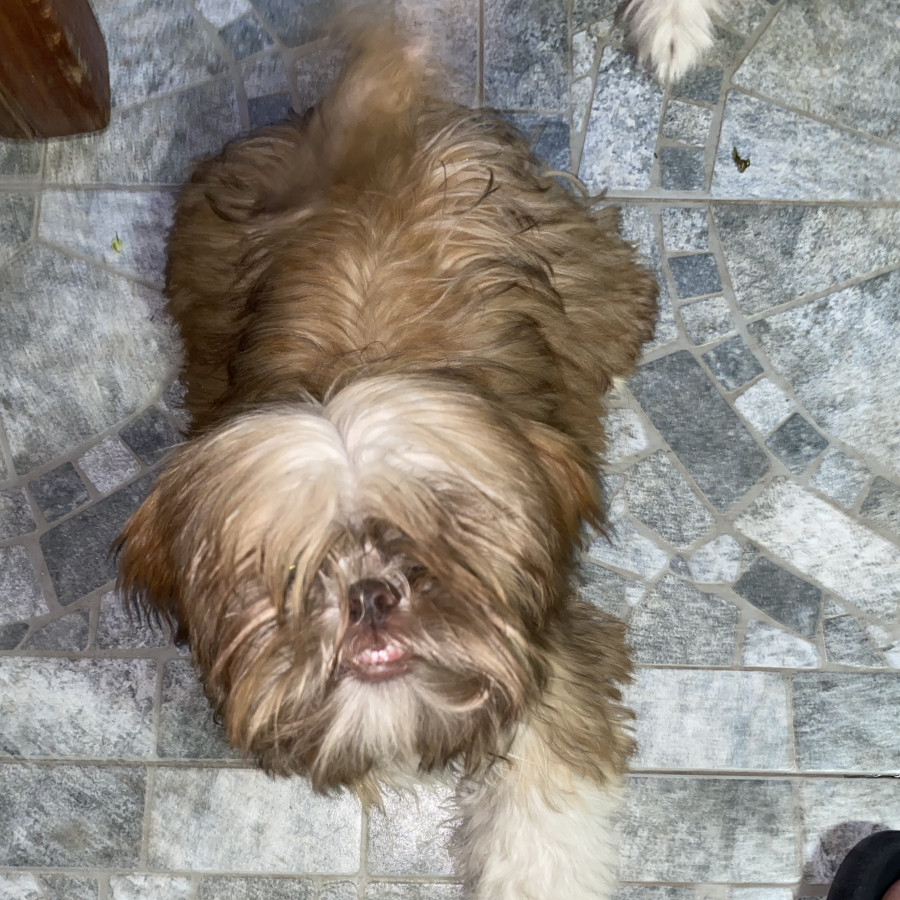 CHOKO | Raza Shih Tzu  | Perdido