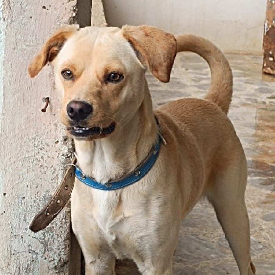 BALU | Raza Mestizo | Perdido