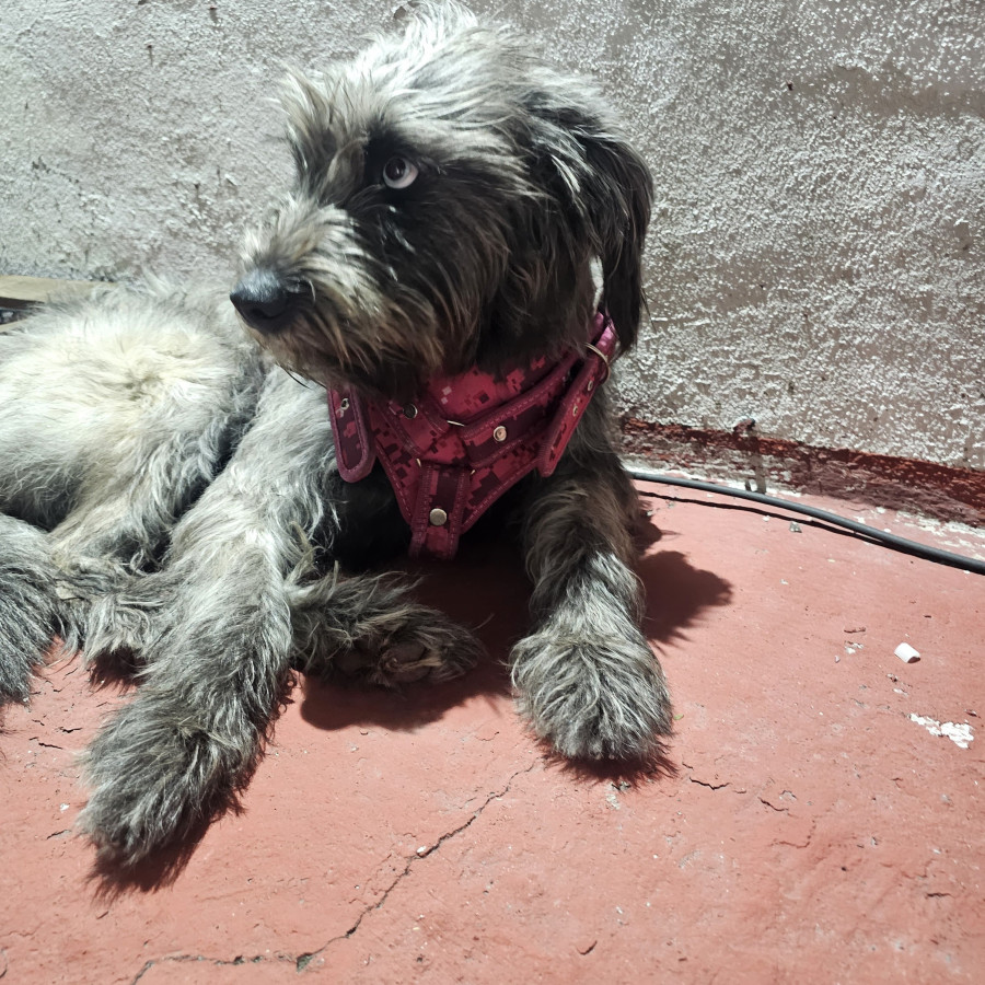  | Raza Mestiza, cruza de Schnauzer | Encontrada