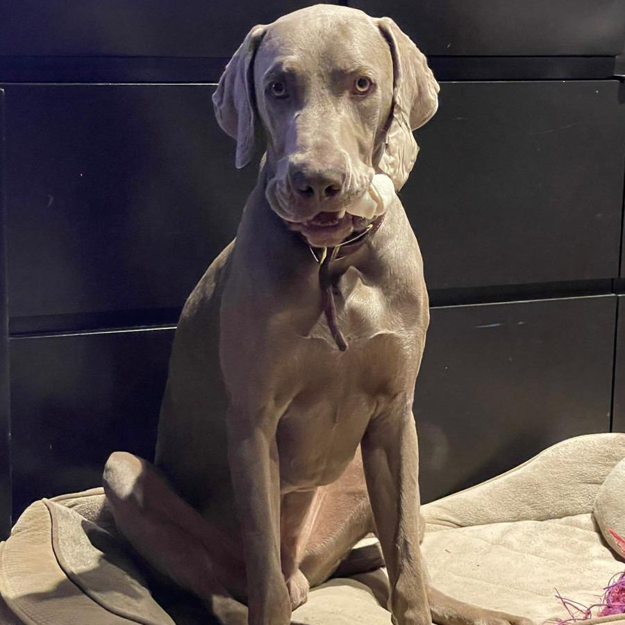 NIKO | Raza Weimaraner  | Perdido