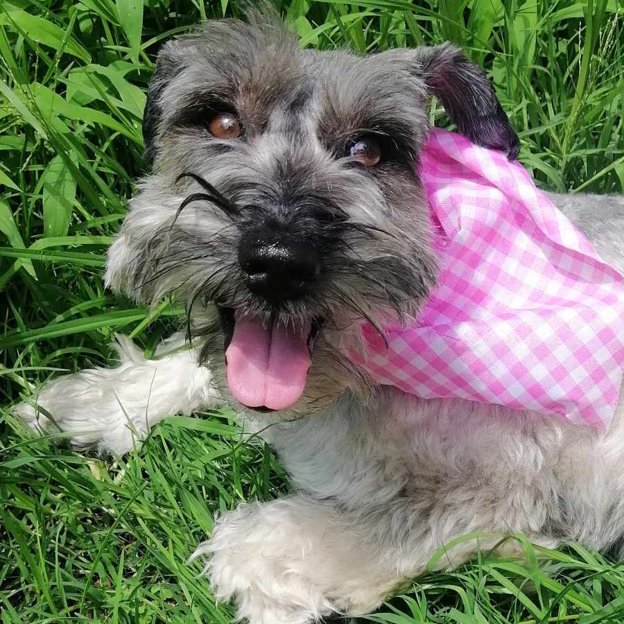 MIKA | Raza Schnauzer | Perdida