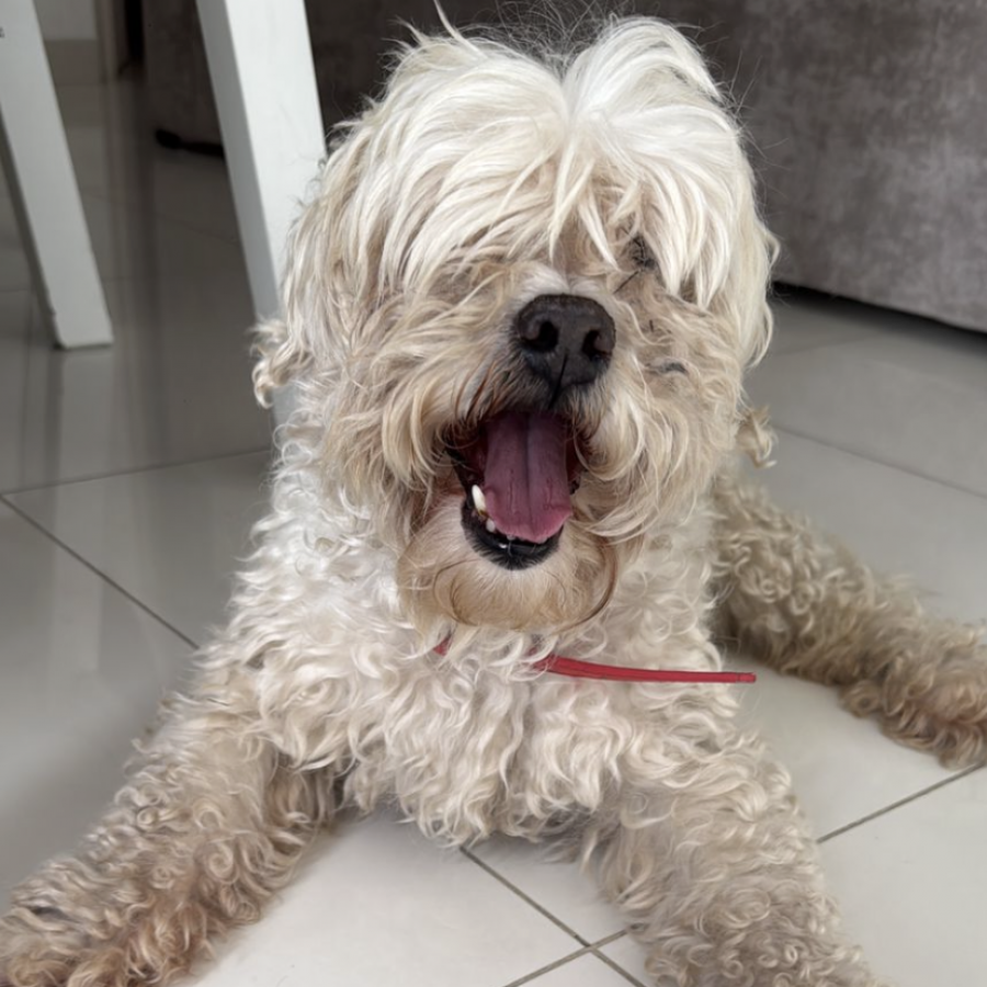  | Raza Mestizo, cruza de French Poodle | Encontrado