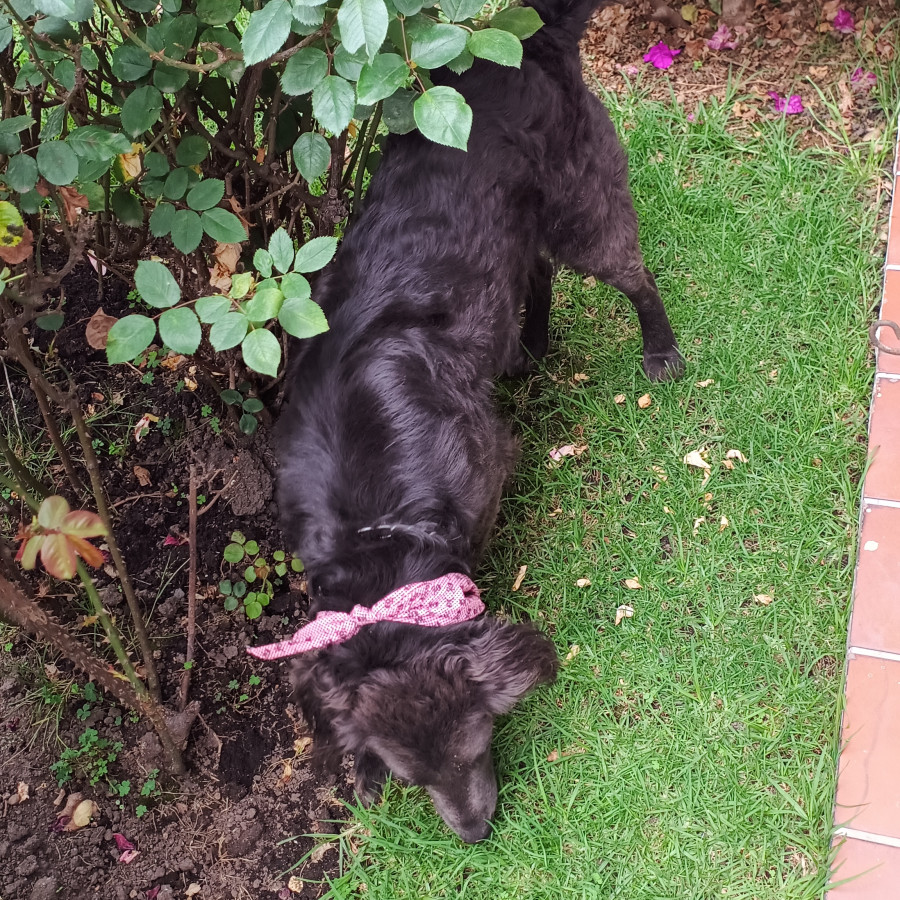 BRUNO | Raza Mestizo, posible cruza de Flat Coated Retriever | En Adopción