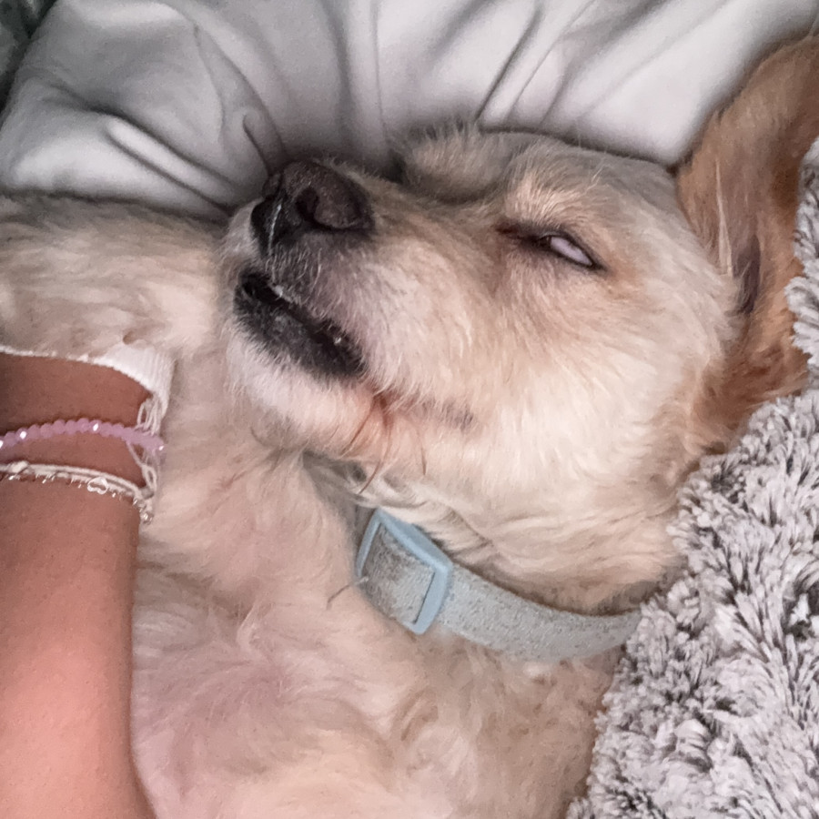 MILO | Raza Mestizo, cruza de Maltés | Perdido