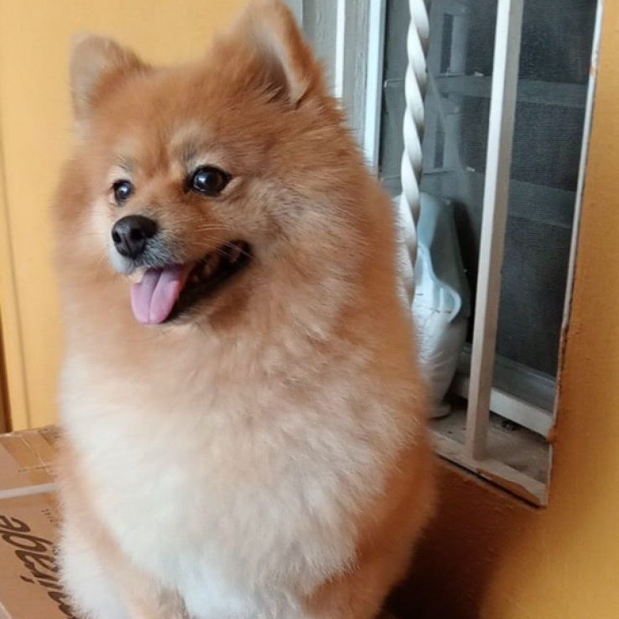 MARLUI | Raza Pomerania | Final Feliz