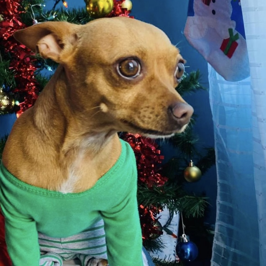 PRISCA | Raza Chihuahua | Perdida