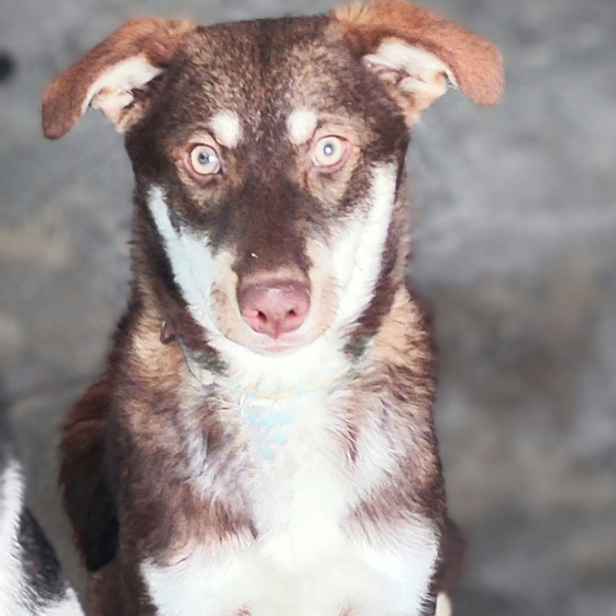 CANELA | Raza Mestiza, cruza de Husky Siberiano | Perdida