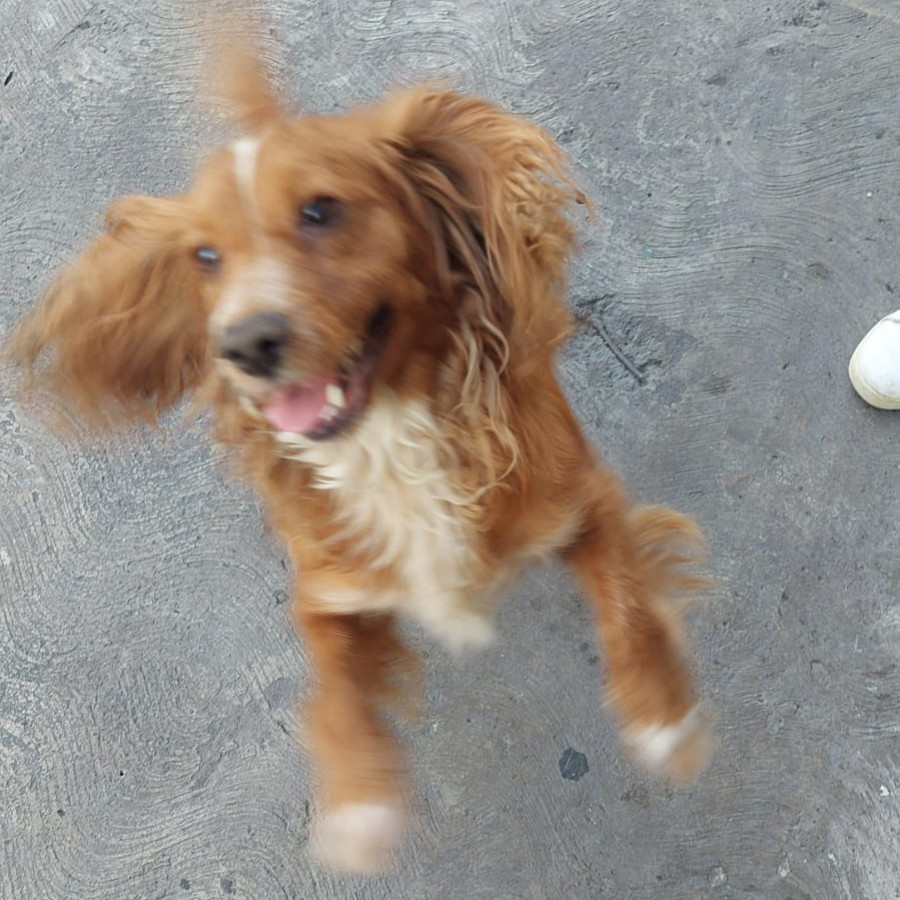 YUKI | Raza Cocker Spaniel | Perdida