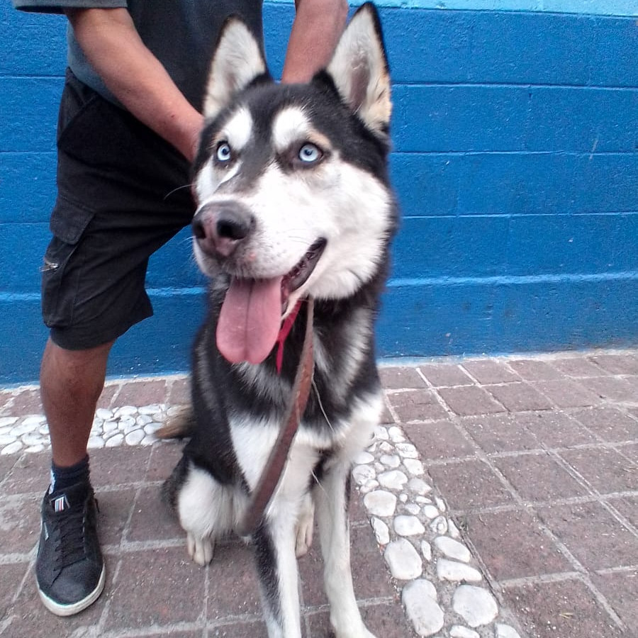  | Raza Husky Siberiano | Encontrado