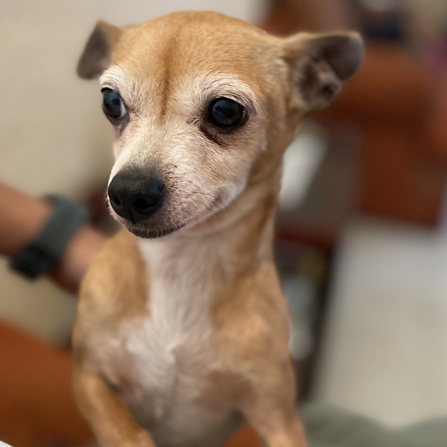 CHIQUITA | Raza Chihuahua | Final Feliz