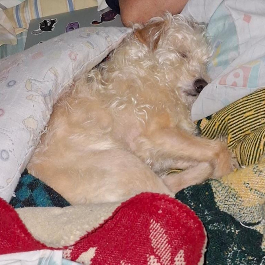 BOLO | Raza Mestiza | Perdida