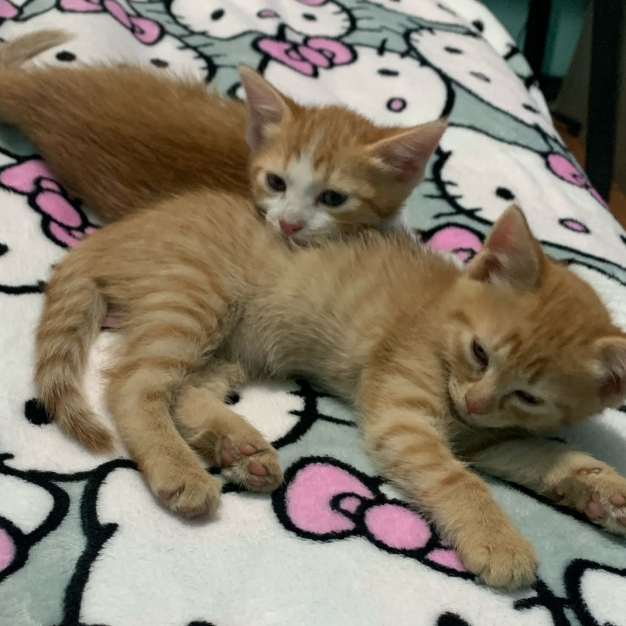 HERMOSAS GEMELITAS | Raza Doméstico Américano de Pelo Corto | En Adopción