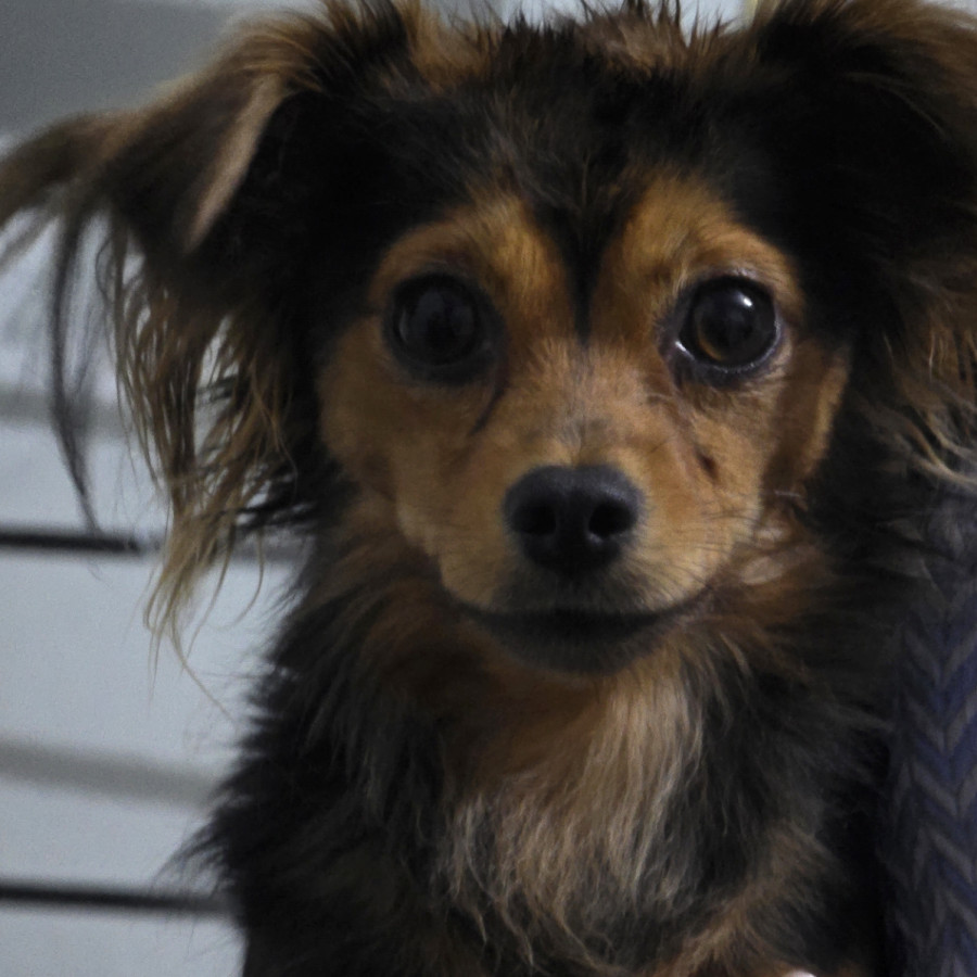 SCRAPY | Raza Mestizo, cruza de Chihuahua | Perdido