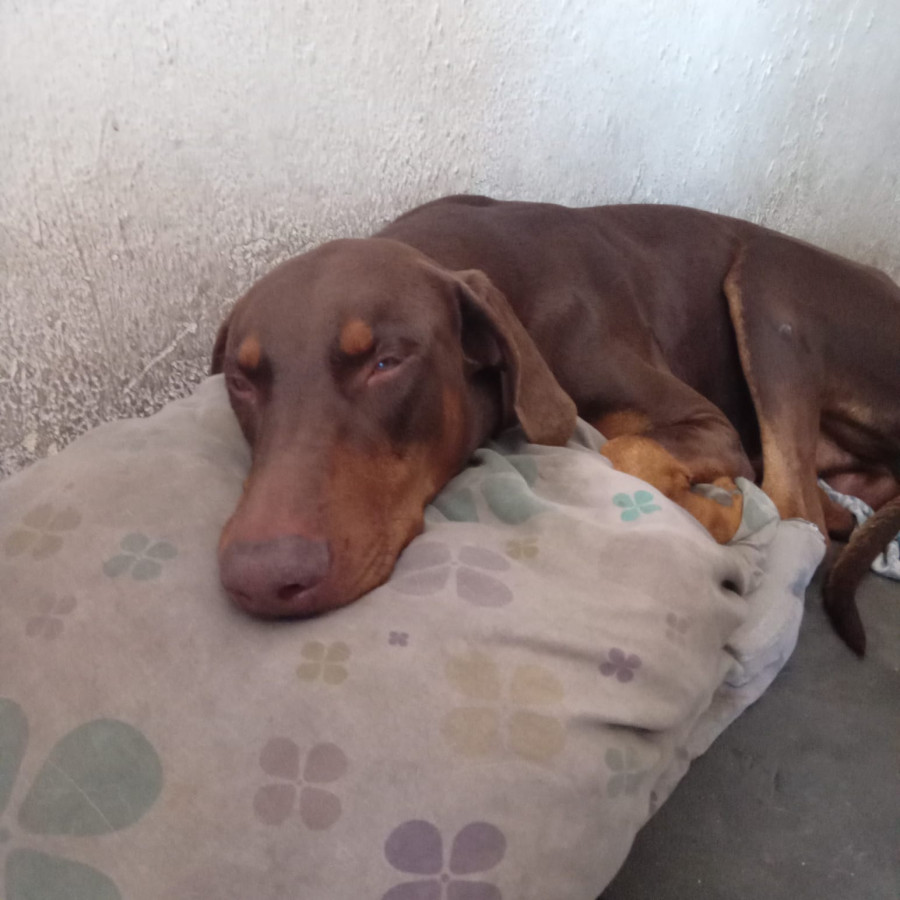 ECO,  PELLITO BEBÉ | Raza Dóberman Pinscher | Final Feliz