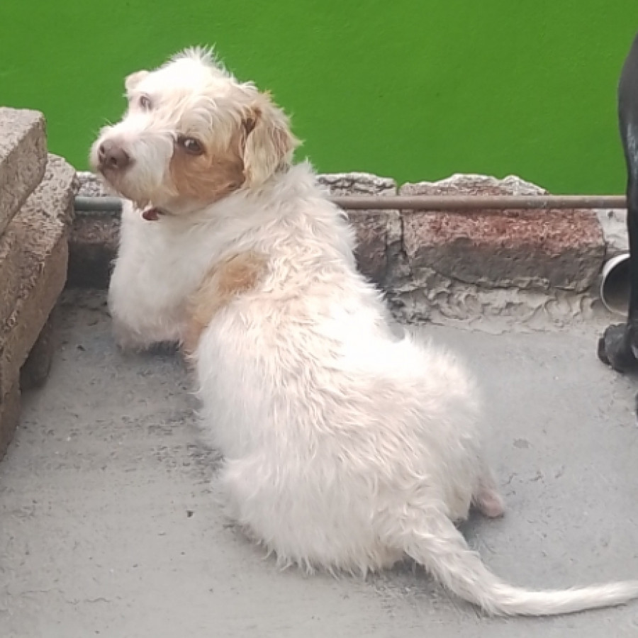 SNOOPY | Raza Mestizo, cruza de Jack Russell Terrier | Perdido