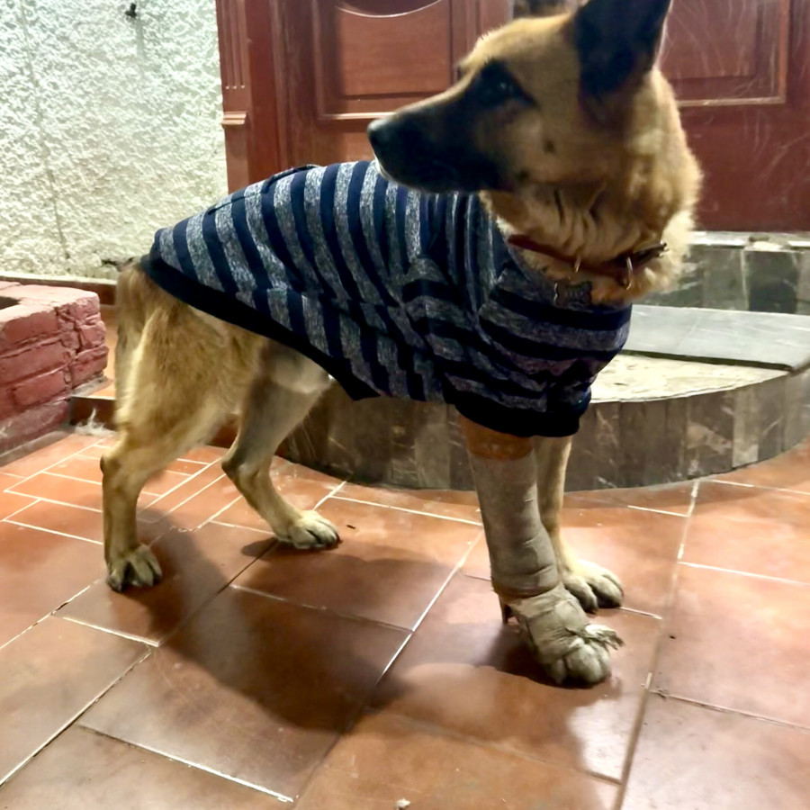 MILO | Raza Pastor Alemán | En Adopción