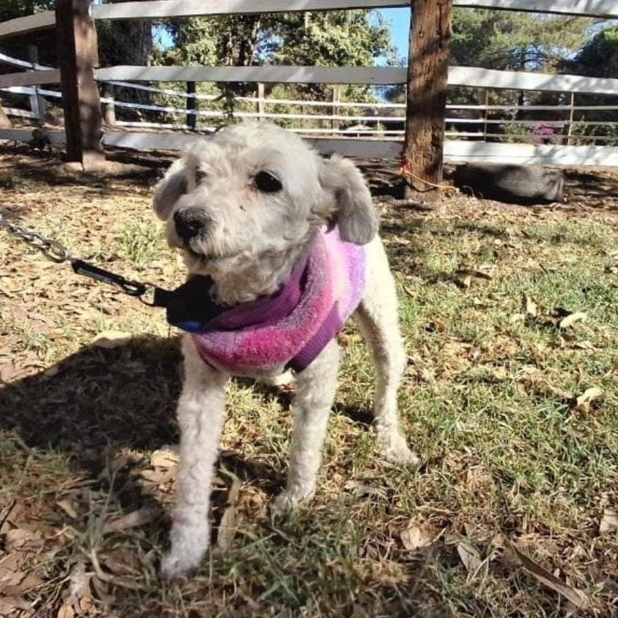 DAISY | Raza French Poodle o Caniche | Perdida