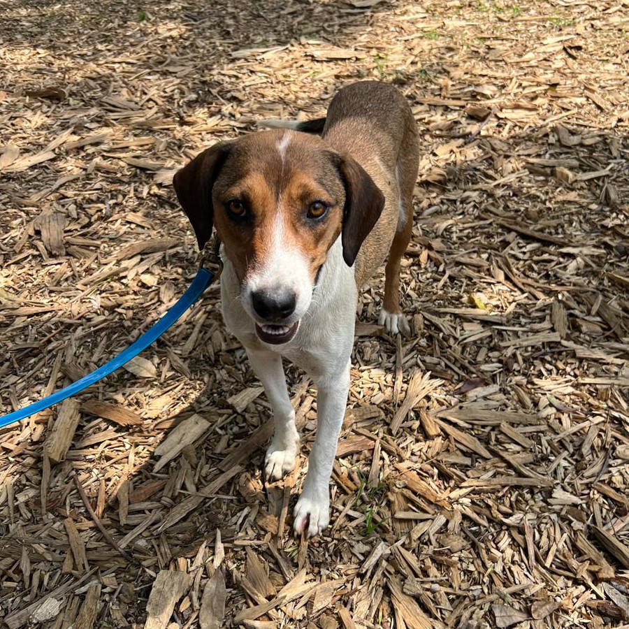  | Raza Mestiza | Encontrada