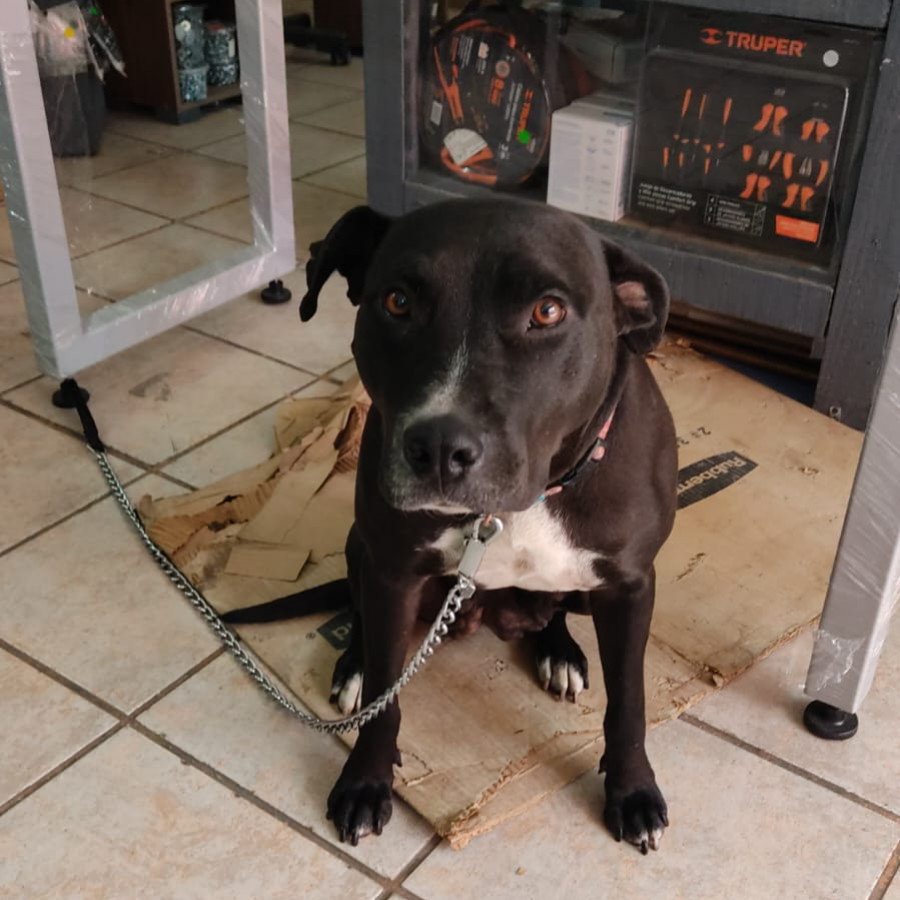  | Raza Mestiza, cruza de American Pitbull Terrier | Encontrada