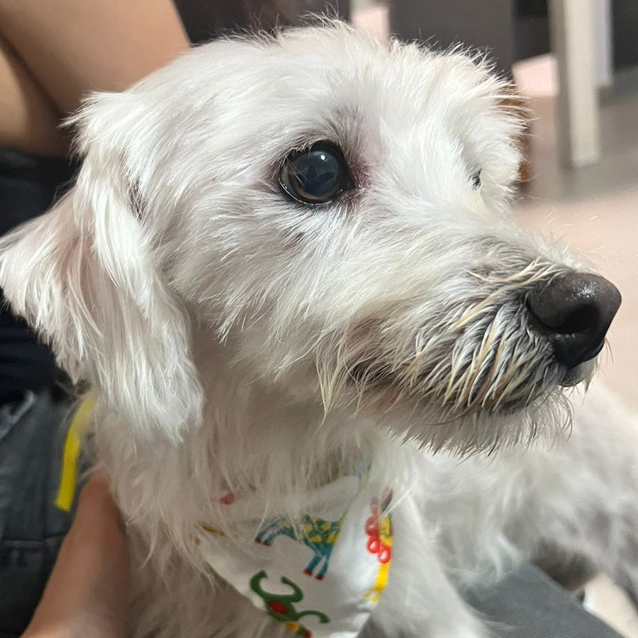  | Raza Mestiza, cruza de Maltés | Encontrada