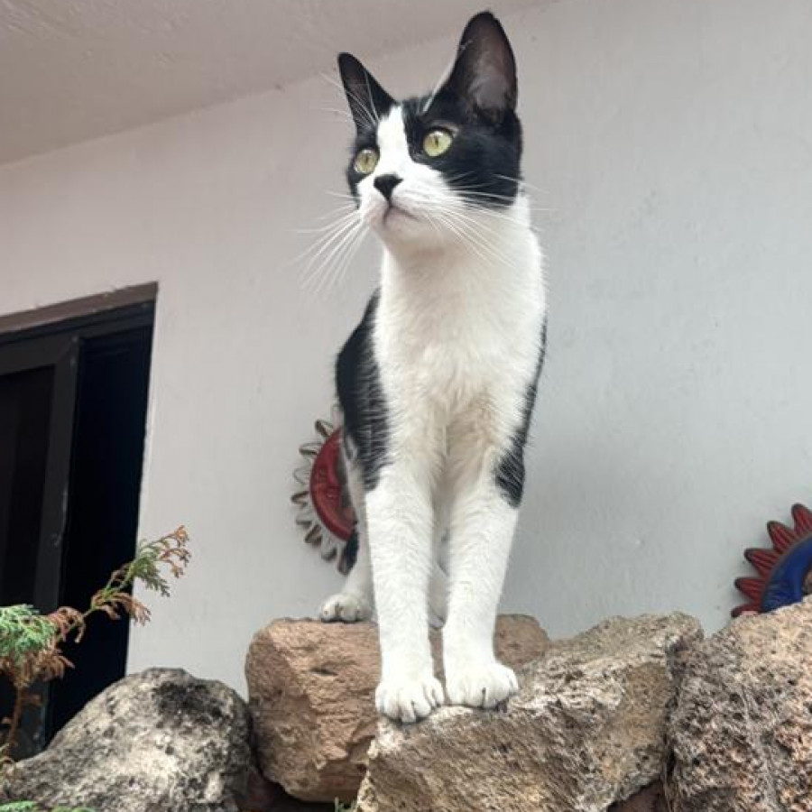 MILO | Raza Doméstico Américano de Pelo Corto | Final Feliz