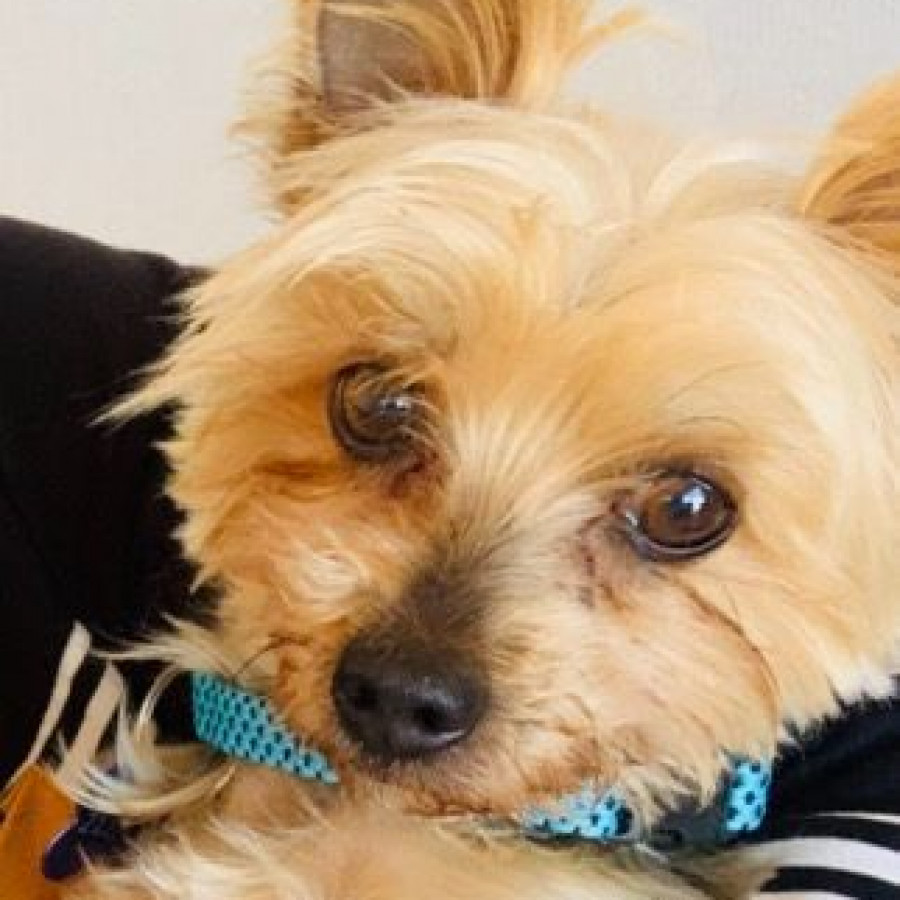 MAX | Raza Yorkshire Terrier (Yorkie) | Perdido
