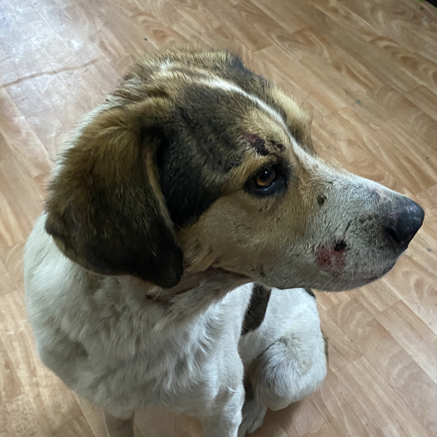  | Raza Mestizo | Encontrado