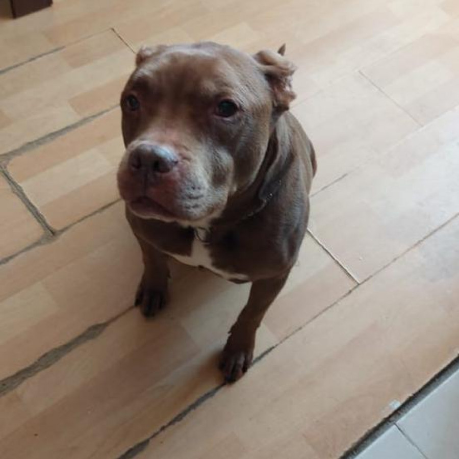 DUVEL | Raza American Pitbull Terrier | Perdido