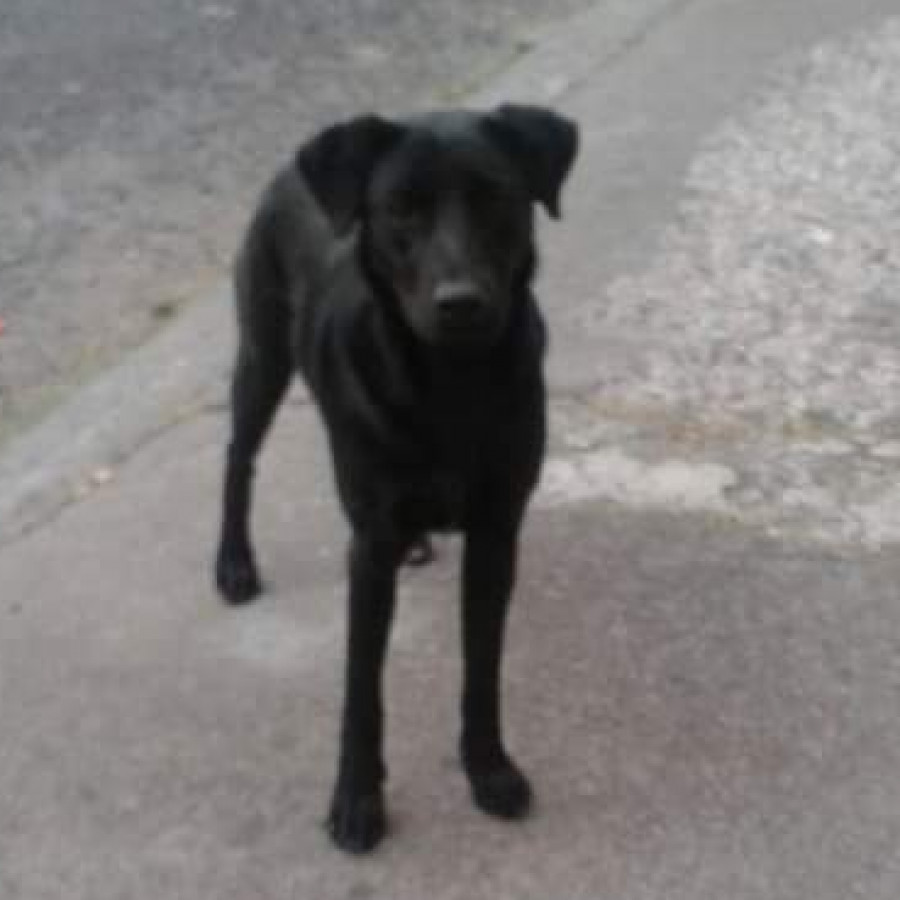 NEGRITA | Raza Labrador  | Perdida