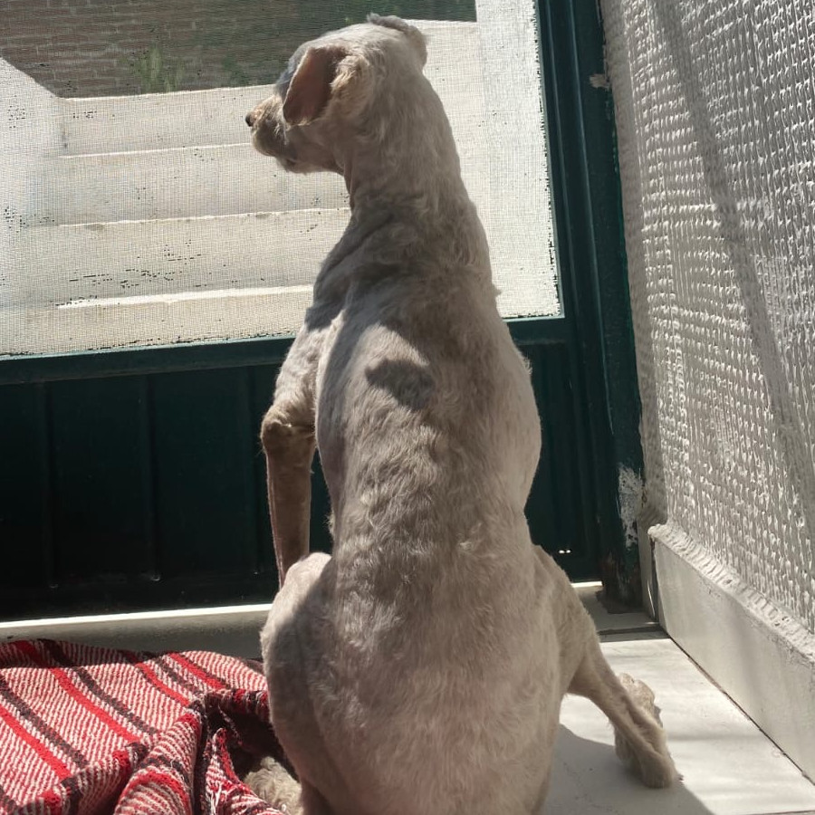 TINTÍN | Raza Maltés | Perdido