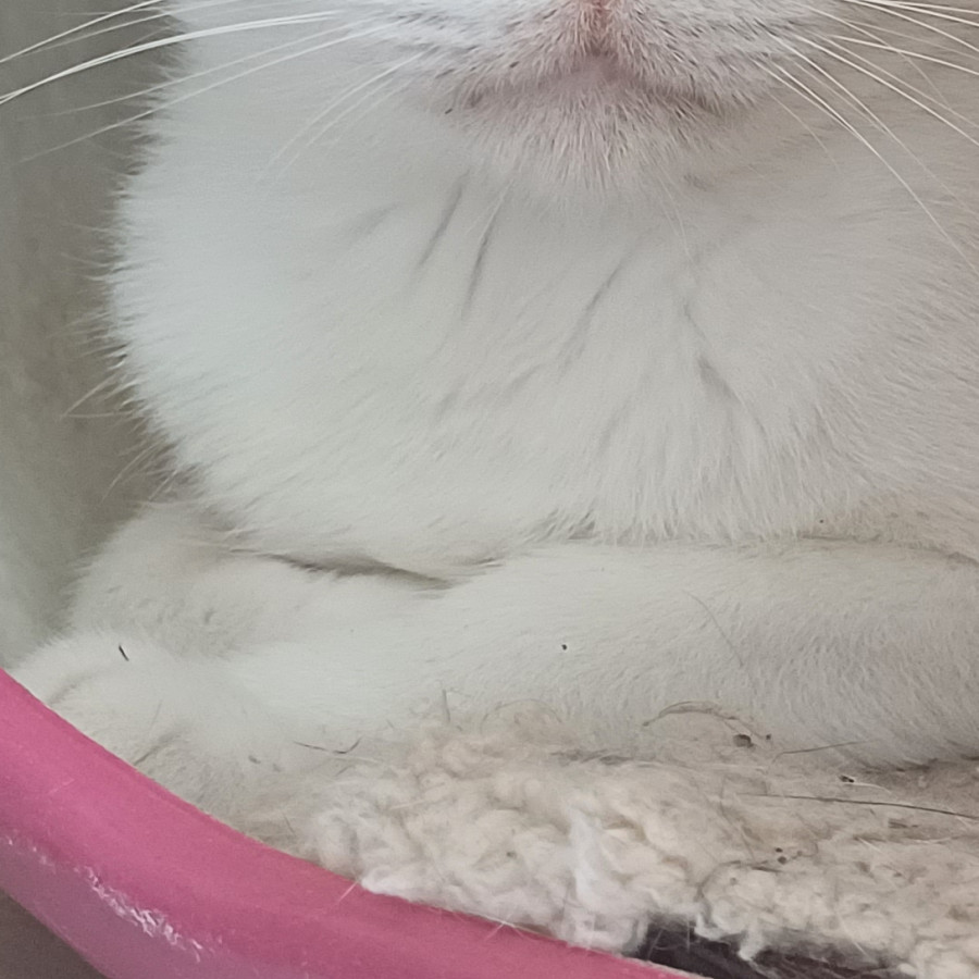 ÁNGEL | Raza Doméstico Américano de Pelo Corto | Perdido