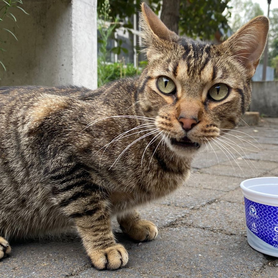  | Raza Doméstico Américano de Pelo Corto | Encontrada
