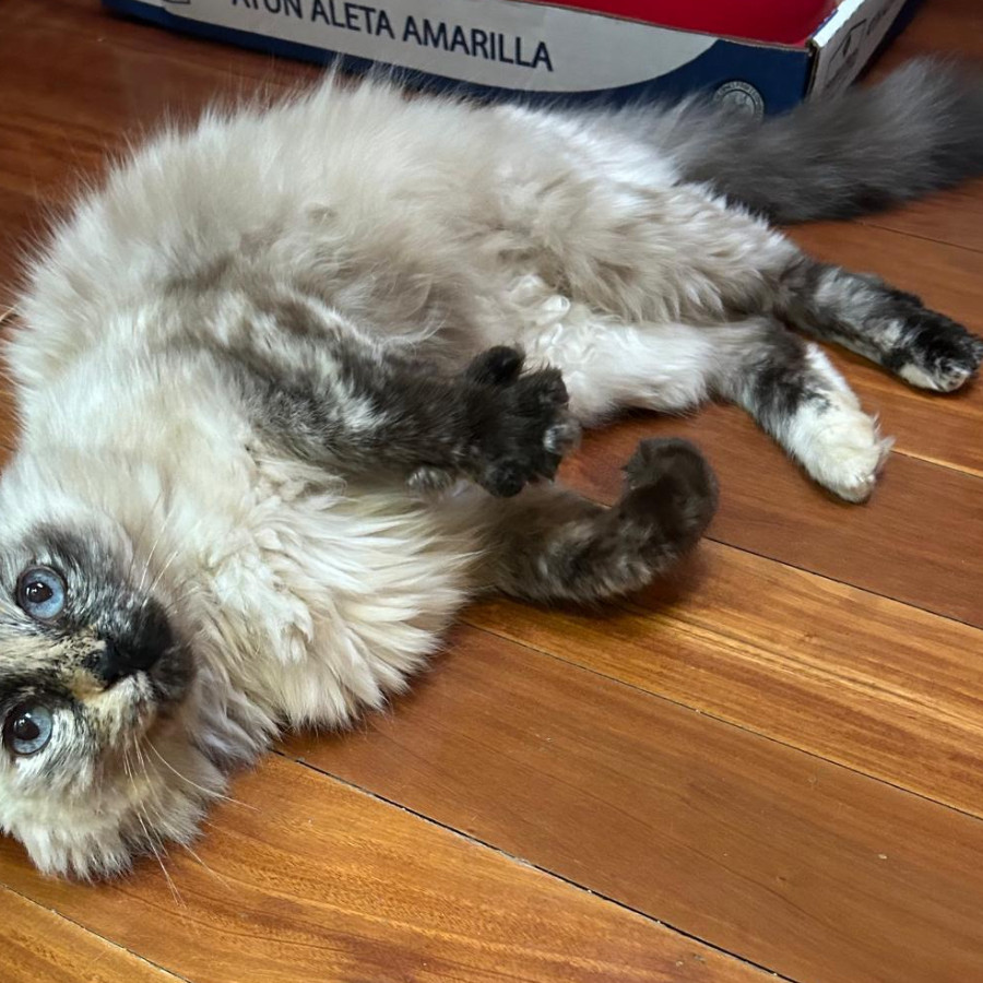 ISIS | Raza Balinés Punto Carey | Final Feliz