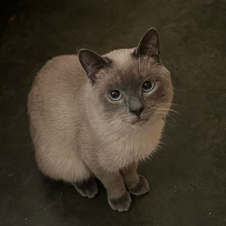 MAGNUS | Raza Mekong Bobtail o Colicorto del Mekong | Perdido